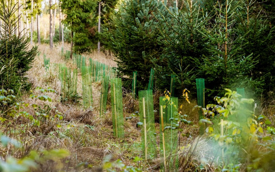 3,8 Millionen Stöpsel und 1.000 neue Bäume – der Waldquelle und PENNY „Stöpselwald“ schlägt erste Wurzeln