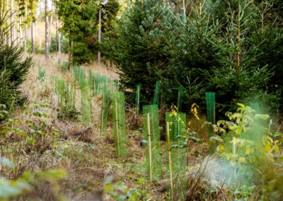 3,8 Millionen Stöpsel und 1.000 neue Bäume – der Waldquelle und PENNY „Stöpselwald“ schlägt erste Wurzeln